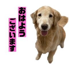 [LINEスタンプ] ゴルゴルゴル