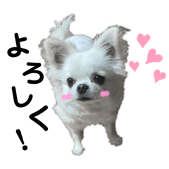 [LINEスタンプ] チワワ ココりんのスタンプ♡