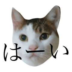 [LINEスタンプ] 僕、シェリーくん