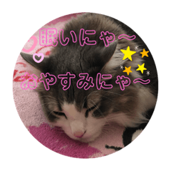 [LINEスタンプ] かわいい猫スタンプ❤️