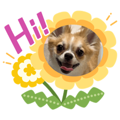 [LINEスタンプ] やんちゃくっちゃ翔ちまん