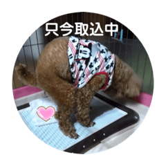 [LINEスタンプ] りおんくん【大きなトイプードル3】