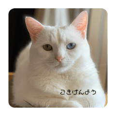 [LINEスタンプ] みぃ＆むぅ