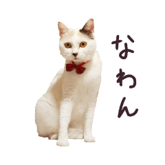 [LINEスタンプ] 猫のゆきちゃんwith白黒の猫たち