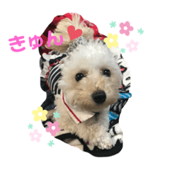 [LINEスタンプ] 我が家の愛犬むぎちゃんスタンプ