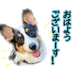 [LINEスタンプ] コーギーのフラボンヌ ダイズ