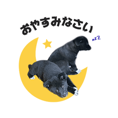 [LINEスタンプ] 保護犬スプーンとフォーク