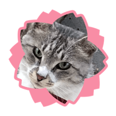 [LINEスタンプ] サバトラ猫 カリーノちゃん