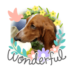 [LINEスタンプ] 犬のひめちゃんスタンプ