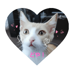 [LINEスタンプ] アキハルタマ
