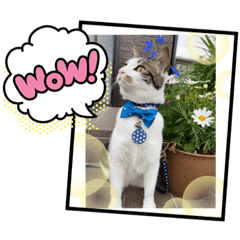 [LINEスタンプ] 都子とおこちゃんの日常語