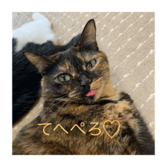 [LINEスタンプ] ねこぬこねこぬこねこぬこ