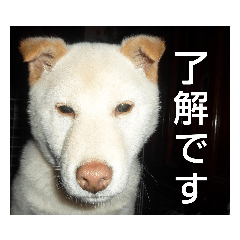 [LINEスタンプ] おきゃん2
