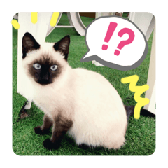 [LINEスタンプ] 猫と魚とウサギ
