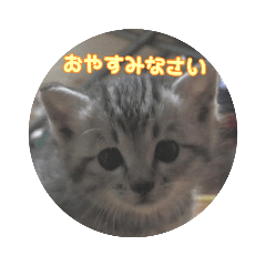 [LINEスタンプ] じぇい 日常で使いやすい保護猫スタンプ