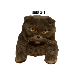 [LINEスタンプ] INOUE CATS