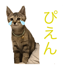 [LINEスタンプ] 俺とルナ