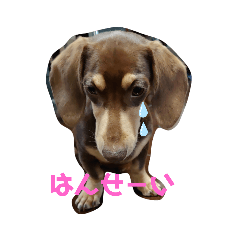 [LINEスタンプ] らいがーくん