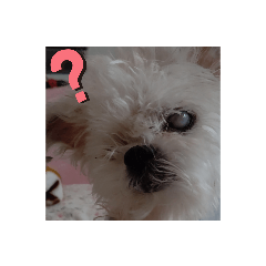 [LINEスタンプ] まるちゃんのめんこいスタンプ
