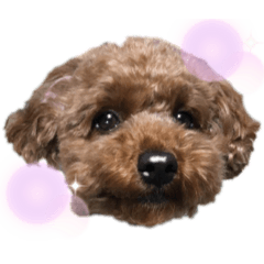 [LINEスタンプ] チャコ❤️