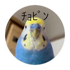 [LINEスタンプ] 毎日ちょぴん