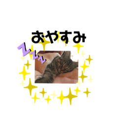 [LINEスタンプ] うちの猫ちゃんたち！