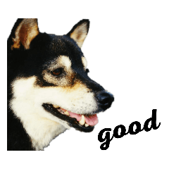 [LINEスタンプ] 黒柴犬 Schwarz