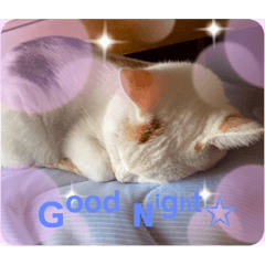[LINEスタンプ] じぇるみとみぃ☆