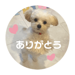 [LINEスタンプ] マルプーのむぎたくん
