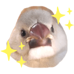 [LINEスタンプ] 日々、文鳥。①