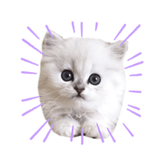 [LINEスタンプ] カールとヒマラヤ