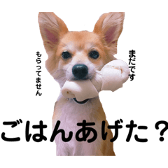 [LINEスタンプ] ポメ柴 mugiです
