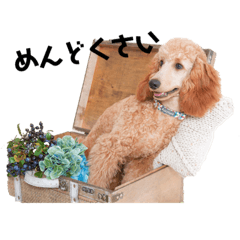 [LINEスタンプ] 世界一かわいい犬