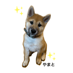 [LINEスタンプ] 柴犬☆やまと