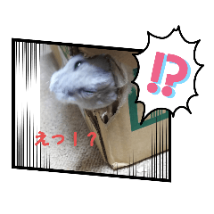 [LINEスタンプ] cocoちゃんbyハムハム