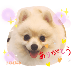 [LINEスタンプ] ポメのきなこぉ♡2