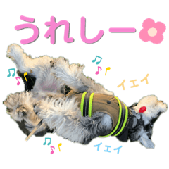 [LINEスタンプ] シュナウザー(太兵衛2)