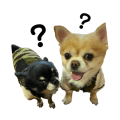 [LINEスタンプ] ぽてととろっきー