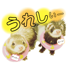 [LINEスタンプ] Everydayフェレットスタンプ1