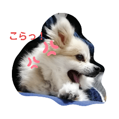 [LINEスタンプ] 犬と熱帯魚