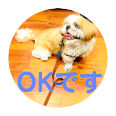 [LINEスタンプ] シーズーのごま「了解」＆「OK」スタンプ