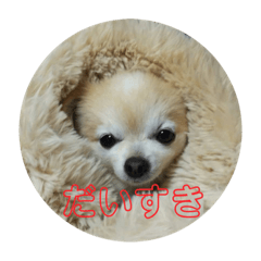[LINEスタンプ] 可愛いチワワのマロンちゃん 基本編