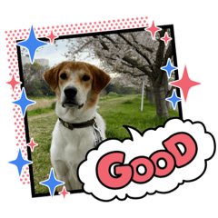 [LINEスタンプ] らってぃー 初