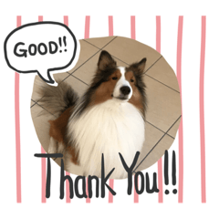 [LINEスタンプ] 犬のチリィちゃんスタンプ