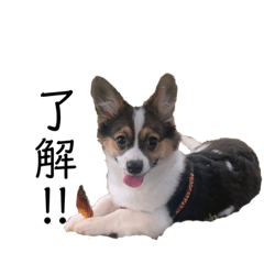 [LINEスタンプ] チワギーのサン①