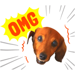 [LINEスタンプ] 毎日使えるダックスのあいさつ♡ part2