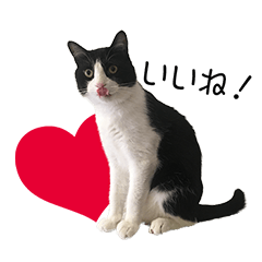 [LINEスタンプ] 白黒はちわれ猫のつなぴ2