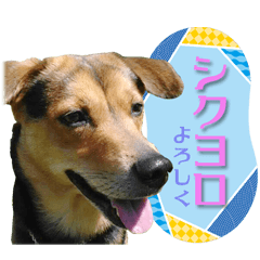 [LINEスタンプ] 日常に使えるイヌ文字