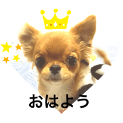 [LINEスタンプ] 愛犬ちわわスタンプ