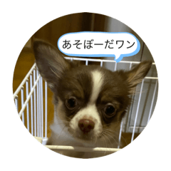 [LINEスタンプ] 子犬チワワ